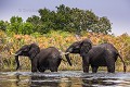 Eléphant d'Afrique en train de traverser une rivière dans le Delta de l'Okavango.  (Loxodonta africana). Botswana. Afrique 
 Afrique Australe 
 Botswana 
 Delta 
 Elephant 
 Game Reserve 
 Loxodonta 
 Okavango 
 Okavango Delta 
 africa 
 africana 
 eau 
 game 
 mammal 
 mammifère 
 river 
 rivière 
 safari photo 
 sauvage 
 wasser 
 water 
 éléphant 