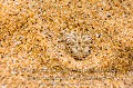 Vipere des dunes ou vipere de Pering
guey (Bitis peringueyi), Desert du Namib. Cette vipere de petite taille (20 à 25 cm) vit sur les dunes de sable du desert du Namib, elle est endemique à cette region de NAMIBIE. 
Elle chasse de petits lezards et rongeurs presque completement enfouis dans le sable ne laissant depasser que sa tete et ses yeux qui sont situes tres haut sur sa tête (adpatation). Elle attire ses proie avec l'extrémite de sa queue qu'elle agite comme un leure. 
Elle se deplace sur le côte, laissant des traces en zig-zag sur la sable. 

 Afrique 
 Bitis 
 Namib 
 Namibia 
 Namibie 
 Peringuey 
 Peringueyi 
 Sand 
 africa 
 camouflage 
 danger 
 desert 
 dunes 
 désert 
 endemic 
 endémique 
 eyes 
 hiding 
 predator 
 prédateur 
 reptile 
 sable 
 serpent 
 snake 
 venimeux 
 venomous 
 vipère 
 yeux 