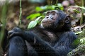 Chimpanzé (Pan troglodytes schweinfurthi) dans la forêt de Kibale (Réserve Nationale). Ouganda.

 Africa 
 Afrique 
 Kibale 
 Ouganda 
 Pan troglodytes schweinfurthi 
 Uganda 