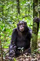 Chimpanzé (Pan troglodytes schweinfurthi) dans la forêt de Kibale (Réserve Nationale). Ouganda.

 Africa 
 Afrique 
 Kibale 
 Ouganda 
 Pan troglodytes schweinfurthi 
 Uganda 
Chimpanzé 
