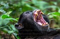 Chimpanzé (Pan troglodytes schweinfurthi) dans la forêt de Kibale (Réserve Nationale). Ouganda. detail de la dentition.
 Africa 
 Afrique 
 Kibale 
 Ouganda 
 Pan troglodytes schweinfurthi 
 Uganda 
 crocs 
 dentition 
 dents 
 teeth 
chimpanzé
chimpanzee 