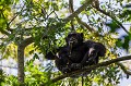 Chimpanzé (Pan troglodytes schweinfurthi) dans la forêt de Kibale (Réserve Nationale). Ouganda.
Mâle adulte en train de recracher le jus de figues qu'il mange pour ne garder que la pulpe. 

 Africa 
 Afrique 
 Kibale 
 Ouganda 
 Pan troglodytes schweinfurthi 
 Uganda
chimpanzé
chimpanzee
ape
singe
 
