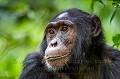 Chimpanzé (Pan troglodytes schweinfurthi) dans la forêt de Kibale (Réserve Nationale). Ouganda.

 Africa 
 Afrique 
 Kibale 
 Ouganda 
 Pan troglodytes schweinfurthi 
 Uganda
chimpanzé
chimpanzee
ape
singe
 