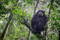 Chimpanzé sous une pluie équatoriale battante (Pan troglodytes schweinfurthi) dans la forêt de Kibale (Réserve Nationale). Saison des pluies (ocotbre). Ouganda.

 Africa 
 Afrique 
 Kibale 
 Ouganda 
 Pan troglodytes schweinfurthi 
 Uganda
chimpanzé
chimpanzee
ape
singe
 