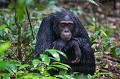 Chimpanzé sous une pluie équatoriale battante (Pan troglodytes schweinfurthi) dans la forêt de Kibale (Réserve Nationale). Saison des pluies (ocotbre). Ouganda.

 Africa 
 Afrique 
 Kibale 
 Ouganda 
 Pan troglodytes schweinfurthi 
 Uganda
chimpanzé
chimpanzee
ape
singe
pluie
rain
wet
rain forest
forest

 