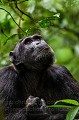 Chimpanzé (Pan troglodytes schweinfurthi) dans la forêt de Kibale (Réserve Nationale). Ouganda.

 Africa 
 Afrique 
 Kibale 
 Ouganda 
 Pan troglodytes schweinfurthi 
 Uganda
chimpanzee
chimpanzé
ape
singe
prier
humain
 