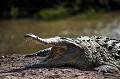 Crocodile de l'Orénoque (Crocodylus intermedius). Femelle sur une berge de rivière pour veiller sur ses oeufs. Cette espèce est particulièrement agressive. El Cedral. Llanos. Venezuela. UICN : EN DANGER CRITIQUE

 Amrérique 
 Amérique du Sud 
 Crocodylus 
 El Cedral 
 Hato El Cedral 
 Latin America 
 Lianos 
 Llanos 
 Orenoque 
 Orinoco 
 Orénoque 
 Wetland 
 agressif 
 crocodile 
 danger 
 dents 
 eau 
 intermedius 
 marais 
 reptile 
 sauvage 
 swamps 
 water 
 wild 
 wildlife 
 zone humide 
