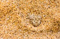 Vipere des dunes ou vipere de Pering
guey (Bitis peringueyi), Désert du Namib. Cette vipère de petite taille (20 à 25 cm) vit sur les dunes de sable du désert du Namib, elle est endémique à cette region de NAMIBIE. 
Elle chasse de petits lézards et rongeurs presque complétement enfouis dans le sable ne laissant dépasser que sa tete et ses yeux qui sont situes très haut sur sa tête (adaptation). Elle attire ses proie avec l’extrémité de sa queue qu'elle agite comme un leurre. 
Elle se déplace sur le côte, laissant des traces en zig-zag sur la sable. 
 Africa 
 Afrique 
 Bitis 
 Namib 
 Namibia 
 Namibie 
 Peringuey 
 Peringueyi 
 Sand 
 camouflage 
 danger 
 desert 
 dunes 
 désert 
 endemic 
 endémique 
 eyes 
 hiding 
 predator 
 prédateur 
 reptile 
 sable 
 serpent 
 snake 
 venimeux 
 venomous 
 vipère 
 yeux 