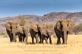 Famille d'elephants du desert (Loxodonta africana). Damaraland. Nord ouest de la Namibie. 

 Africa 
 Afrique 
 Damaraland 
 Elephant 
 Loxodonta 
 Loxodonta africana 
 Namibia 
 Namibie 
 dwelling 
 mammal 
 mammifère 
 éléphant 