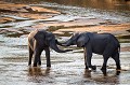 Éléphants d'Afrique (Loxodonta africana) jeunes mâles jouant dans le lit de la rivière. Réserve de Faune de Mala Mala. Afrique du Sud. 



 Africa 
 Afrique 
 Mala Mala 
 South Africa 
Loxodonta, 
africana,
river
playing,
jouer,
males,
deux, 
two 