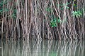 Racine aériennes de palétuviers. Mangroves de Tarcoles. Costa Rica. 

 Costa Rica 
 aerial 
 aériennes 
 racines 
mangrove
Palétuviers
 