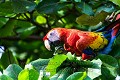 Ara rouge dans des amandiers (Ara macao). Costa Rica.

 Ara 
 Ara macao 
 Costa Rica 
 Macaw 
 almonds 
 amande 
 feeding 
 oiseau 
 péroquet 
 red 
 rouge 
 scarlet 