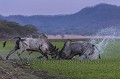Taureaux de race Brahman (Bos indicus). Free Ranching.
Costa Rica.

 Amerique centrale 
 Brahman 
 Central America 
 Costa Rica 
 cattle 
 livestock 
Bull
taureaux 