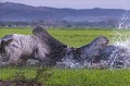 Taureaux de race Brahman (Bos indicus). Free Ranching.
Costa Rica.

 Amerique centrale 
 Brahman 
 Central America 
 Costa Rica 
 cattle 
 livestock,
bull,
taureaux,
fight,
combat
poids lourds 