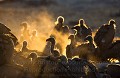 Vautour africain (Gyps africanus) Réserve de Linyanti, Nord Okavango. Botswana

 Afrique 
 Botswana 
 Gyps 
 Linyanti 
 Vautour africain 
 africanus 
 charognard 
 oiseau 
 vautour 