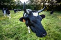 Vache de race Bretonne Pie Noir. Photo au grand-angle.
France. Bretagne 
 France 
 Vache Bretonne Pie Noir 
 bétail 
 campagne 
 ferme 
 race ancienne 
 rustique 
 vache 
 élevage 