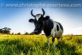Vache de race Bretonne Pie-Noir. 
France. Bretagne 
 France 
 Vache Bretonne Pie Noir 
 bétail 
 campagne 
 ferme 
 race ancienne 
 rustique 
 vache 
 élevage 