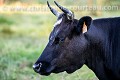 Vache de race Bretonne Pie-Noir. 
France. Bretagne 
 France 
 Pie-noir 
 bretonne 
 campagne 
 cattle 
 ferme 
 ruminant 
 rustique 
 vache 
 élevage 