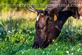 Vache de race Bretonne Pie Noir en train de brouter, l'été dans un pré.
France. Bretagne 
 France 
 Pie-noir 
 bretonne 
 campagne 
 cattle 
 ferme 
 ruminant 
 rustique 
 vache 
 élevage 