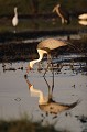 Grue Caronculee dans un trou d'eau
(Grus carunculatus)
Okavango Delta / Botswana
Statut : Vulnerable Afrique, oiseau , grue , caronculee , carunculatus , eau , zone humide , escargot , menacee , espece , Okavango , Delta , Botswana. 