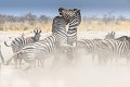 Combat entre deux étalons de Zèbres de Burchell (Equus burchelli) proche d'un point d'eau occupé par des lions. 
Parc National d'Etosha. Namibie
 Etosha,
 
Namibie,
arc National, 
Zèbres,
Equus burchelli
poussière
adulte, 
mâle,
 