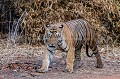 Tigre du bengale mâle (Panthera tigris)  Parc National de Tadoba. Inde.

 Inde 
 Maharashtra 
 Panthera tigris 
 Parc National de Tadoba 
 Tadoba 
 Tigre 
 forest 
 indien 
 tiger 