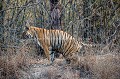 Tigre du bengale mâle (Panthera tigris) en train de marquer son territoire, Parc National de Tadoba. Inde.
 Inde 
 India 
 Panthera tigris 
 Tadoba 
 Tadoba National Park 
 Tigre 
 forest 
 indien 
 tiger,
félin,
 