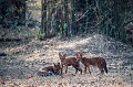 Chien sauvage indien ou Dhole (Cuon alpinus). Park National de Tadoba. Inde. 

 Asia 
 Cuon alpinus 
 Inde 
 India 
 Tadoba 
 Tadoba National Park,
chien,
sauvage,
forêt, 