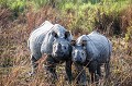 Rhinocéros indien (Rhinoceros unicornis) mère et son jeune d'environ 2 ans dans le parc national de Kaziranga en Inde.
 Assam 
 Inde 
 Kaziranga 
 Rhinoceros unicorne 
 corne 
 jeune 
 mammal 
 mammifère 
 mère 