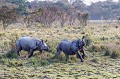 Rhinocéros indien (Rhinoceros unicornis) mâle en train de pourchasser une femelle pour s'accoupler, dans le parc national de Kaziranga en Inde.
 Asie
 Assam 
 Inde 
 Kaziranga,
Rhinoceros,
Rhinoceros unicornis 