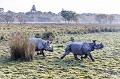 Rhinocéros indien (Rhinoceros unicornis) mâle en train de pourchasser une femelle pour s'accoupler, dans le parc national de Kaziranga en Inde.

 Asia 
 Assam 
 Inde 
 India 
 Kaziranga 
Rhinoceros unicornis,
rhinoceros,
unicorne,
indien,
mammifère,
 