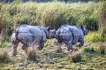 Rhinocéros indien (Rhinoceros unicornis) mâle en train de pourchasser une femelle pour s'accoupler, dans le parc national de Kaziranga en Inde. Asie
 Assam 
 Inde 
 Kaziranga,
Rhinoceros unicornis,
mâle,
couple,
reproduction,
mammifère,
 