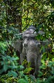 Éléphant d'Asie (Elephas maximus). Mâle solitaire  dans la forêt du Parc National de Kaziranga dans l'Etat de l'Assam en Inde.
 Asie 
 Assam 
 Elephant 
 Elephas 
 Inde 
 Kaziranga 
 camouflage 
 forêt 
 jungle 
 male 
 mammifère 
 maximus 
