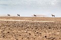 Oryx (Oryx gazella) dans la chaleur et les mirages au sol dans la Vallée très arride de Hartmann, région de la Kunene. Namibie.
 Hartmann 
 Kunene 
 Namib 
 Namibie 
 Oryx 
 animal 
 aride 
 chaleur 
 désert 
 gazella 
 mirage 
