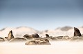 Colonie d'Otaries à fourrure du Cap (Arctocephalus  pusillus) au nord de la Côte des Squelettes. Cape Fria. Namibie.
 Arctocephalus 
 Cape Fria 
 Cape Fur Seal 
 Côte des squelettes 
 Namib 
 Namibia 
 Namibie 
 Otarie à fourrure du Cap 
 Skeleton Coast 
 beach 
 desert 
 désert 
 male 
 mammifère 
 mâle 
 plage 
 pusillus 
 sable 
 tempête 
 vent de sable 