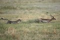 Guépard, femelle, chasse une  Impala. Séquence photographique, étape N° 8 
(Acinonyx jubatus)
Nord Delta Okavango 
BOTSWANA
 Afrique
mammifère
prédation
prédateur
course
vie
impala
antilope
rapide
vitesse
échapper
survivre
courrir
Okavango
DElta
Botswana
photo
action
animalier
 
