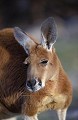 Portrait de Kangourou roux.
(Macropus rufus)
Australie Australie 
 mammifere 
 oreilles 
 entendre 
 portrait 
 tete 
 yeux 
 sauter 
 bondir 
 kangourou 
 