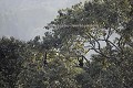 Chimpanzés dans la canopée de la forêt primaire d'altitude du Parc National de Nyungwe au Rwanda.
Une rencontre exceptionnelle, 100 % sauvage !
(Pan troglodytes)  - Dommage... vous n'avez pas le son...!
  