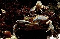 Crabe Vert (Carcinus maenas) et Poisson Mordocet (Lipophrys pholis) par les algues à marée haute.
Littoral de Bretagne.

 Crabe 
 vert 
 poisson 
 Mordocet 
 Carcinus 
 maenas 
 Lipophrys 
 pholis 
 algues 
 Littoral 
 estran 
 Bretagne 
 Mer 
 marée 