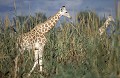 Girafes blanches du Niger, sous-espèce endémique d'Afrique de l'Ouest. 
(Giraffa camelopardalis peralta). 
Cette population de girafes est particulièrement menacée de part la disparition de son habitat, la brousse tigrée, au profit de l'agriculture.
Sahel, région de Kouré
NIGER Mammifère 
 Sahel 
 Niger 
 girafe 
 blanche 
 sous 
 espèce 
 protection 
 menace 
 conservation 
 brousse 
 tigrée 
 Kouré 
 zoo 
 Doué-la-Fontaine 
 Pierre Gay 
 programme 
 coopération 