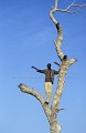 Bashir est guide professionnel au Niger, spécialiste des girafes blanches. 
(Giraffa camelopardalis peralta). Il est grimpé dans un grand arbre pour mieux repérer un troupeau d'une vingtaine de girafes.
Bashir guide également les (rares) touristes qui veulent aller observer les girafes blanches. 
Sahel, région de Kouré.
NIGER Niger
guide
nature
écotourisme
girafes
blanche
Sahel
Afrique
 