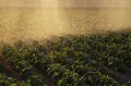 Arrosage automatique de légumes (haricots verts) en plein champ en été. Finistère. Bretagne.
 agriculture 
 BRETAGNE 
 cultures 
 eau 
 eau douce 
 été 
 Finistère 
 haricots 
 loi sur l'eau 
 pénurie d'eau 
 ressource 
 légume 
