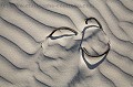 Detail d'une algue sechee et formes crees par le vent dans le sable des dunes de la Baie d'Audierne. Finistere, Bretagne, France. Atlantique 
 Audierne 
 baie 
 Bretagne 
 cordon 
 cote 
 courants 
 detail 
 dunes 
 Finistere 
 forme 
 galets 
 houle 
 littoral 
 macro 
 mer 
 ocean 
 photo 
 plage 
 sable 
 sauvage 
 vagues 
 vent 