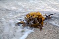 Algue laminaire échouée sur une plage de Bretagne à  marée basse. Laisse de mer. algue 
 Finistère 
 Laisses de mer 
 laminaire 
 laminaria 
 littoral 
 marées 
 mer 
 plage 
 sable 