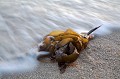 Algue laminaire échouée sur une plage de Bretagne à  marée basse. Laisse de mer.
(Laminaria digitata) algue 
 Finistère 
 Laisses de mer 
 laminaire 
 laminaria 
 littoral 
 marées 
 mer 
 plage 
 sable 
