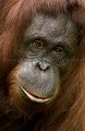 Christophe rentre d'un reportage à Bornéo. ---
Femelle Orang Outan. Portrait.
Individu semi-sauvage, mais pris en toute liberté. Certains individus disparaissent de la circulation et ne sont pas vus par les scientifiques qui les suivent pendant presque 4 ans ! C'est le cas de cette femelle qui a disparu dans la forêt pendant des mois avant de réapparaître avec un bébé de 3 mois... 
Sarawak, Bornéo, Malaysia.
(Pongo pygmeus pygmeus)
 Orang Outan 
 femelle 
 Pongo pygmeus 
 singe 
 primate 
 semi-sauvage 
 Bornéo 
 Sarawak 
 forêt 
 Asie 
 Malaisie 
 Malaysia 
 Female 
 Ape 
 Orang-Utan 
 mammal 
 Borneo 
 Pongo pygmeus 
