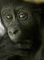 Foret Impenetrable de Bwindi. 
Jeune gorille de montagne age de trois mois. 
(Gorilla gorilla berengei)
Altitude environ 1880 m.
Ouganda Gorille 
 primate 
 singe 
 grand 
 menace 
 espece 
 Ouganda 
 Bwindi 
 impenetrable 
 foret 
 forest 
 mammifere 
 mammal 
 gorilla 
 Afrique 
 Africa 
 threatened species 
 Gorilla 
 berengei 