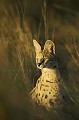 Portrait d'un Serval en chasse dans les hautes herbes au coucher du soleil.
(Leptailurus serval)
Delta de l'Okavango Africa 
 Afrique 
 Botswana 
 Delta 
 Okavango 
Leptailurus serval
Serval
felin
chasse
portrait 
vertical
couverture
herbes
oreilles
regard
lumiere
photo
mammifere

 