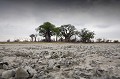 Baines Baobabs, Désert du Kalahari. Début de la saison des pluies.
Botswana. Africa 
 Afrique 
 aride 
 Botswana 
 desert 
 dry 
 Kalahari 
 Nxai 
 Pan 
 sable 
 sand 
 sec 
 semi-desert 
 Nxaï 
 Baines 
 arbre 
 baobab 
 Adansonia 
 digitata 