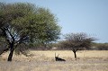 Couché à l'ombre d'un acacia, un Oryx patiente durant les heures chaudes du désert du Kalahari. Le moindre petit arbre ou buisson est une aubaine pour la faune qui essaye d'échapper à la chaleur. Cet Oryx est photographié vers 9 heures du matin, il fait déjà plus de 40 °C à l'ombre. 
L'Oryx peut survivre à des températures encore bien plus extrêmes, il peut supporter une température de l'ordre de 45°C grâce à un système de régulation thermique interne... Un record pour un mammifère !

(Oryx gazella)
Central Kalahari Game Reserve.
Botswana. Africa 
 Afrique 
 aride 
 Botswana 
 brousse 
 bush 
 desert 
 dry 
 Kalahari 
 sable 
 sand 
 sec 
 semi-desert 
temperature
chaleur
ombre
résistance
température
resist
adaptation
evolution
 